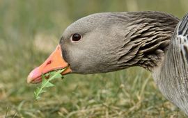BIJ12 Grauwe gans