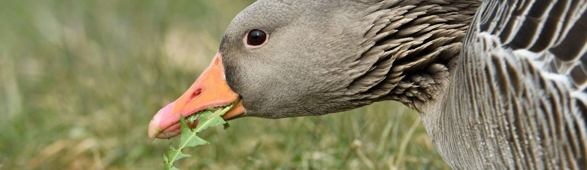 Grauwe gans