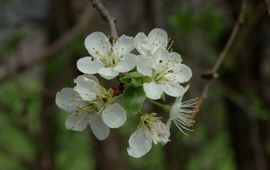 Marijke Verhagen, Saxifraga Bloei appel