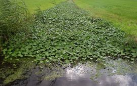 Grote waternavel overgroeit watergang