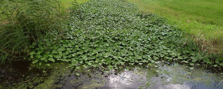 Grote waternavel overgroeit watergang