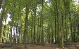 Beukenbos. Fagus sylvatica. Zoniënwoud, Brussel, België