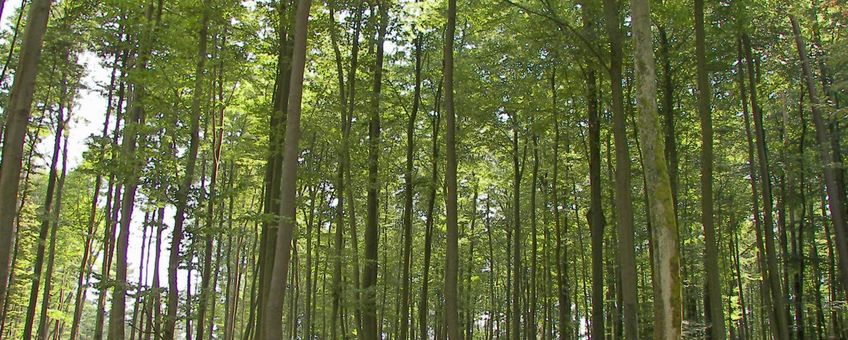 Beukenbos. Fagus sylvatica. Zoniënwoud, Brussel, België