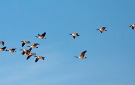 Pure Budget vogels