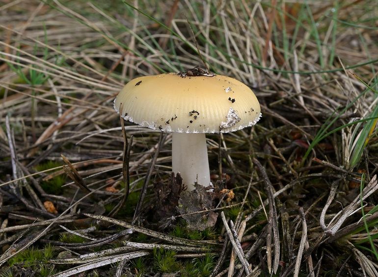 Behalve de Hanenkammen werden er nog veel meer paddenstoelen waargenomen, zoals deze Narcisamaniet
