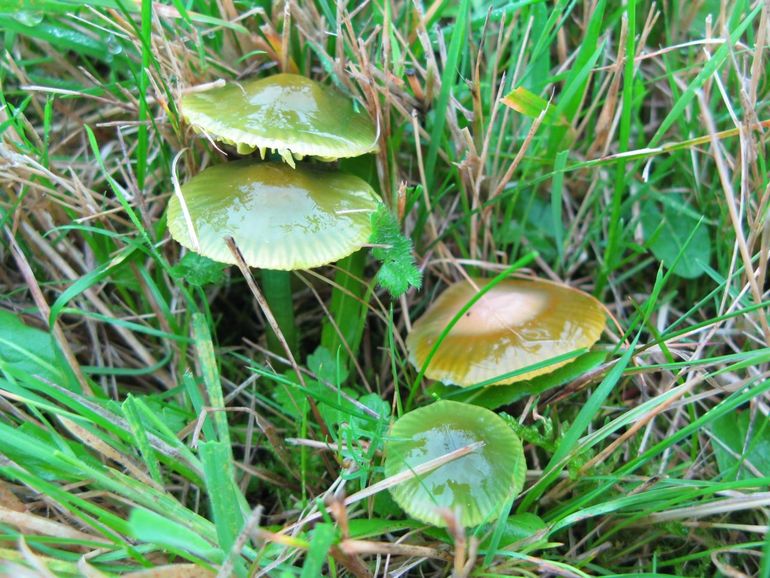 Papegaaizwammetjes zijn ter herkennen aan hun groene kleur