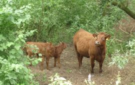 prov. Gelderland rode geuzen in ooibos in waaluiterwaard
