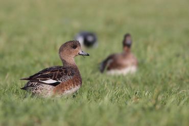 Smienten behoren nog steeds tot de talrijkste wintergasten onder de watervogels, maar de groepen zijn in de afgelopen tien jaar steeds verder uitgedund