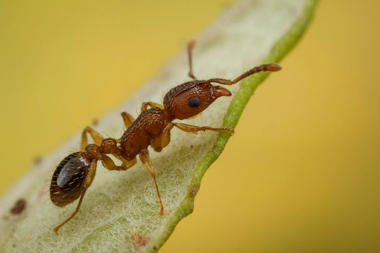 De ribbelzaadmier leeft al meer dan een eeuw in Nederland, maar wel alleen in tropische kassen