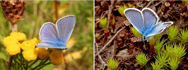 Mannetjes: icarusblauwtje (links) en heideblauwtje (rechts)