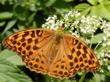 Vrouwtjes keizersmantel zijn wat donkerder oranje en hebben dikke zwarte stippen