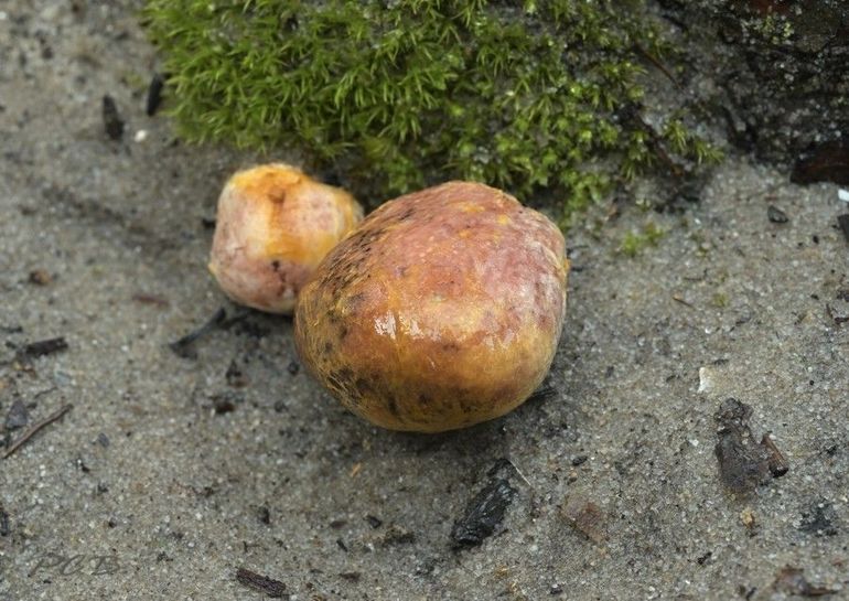 De zeldzame Geelroze vezeltruffel