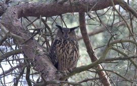 Bubo-bubo. male. Oehoe