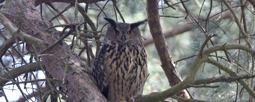 Bubo-bubo. male. Oehoe