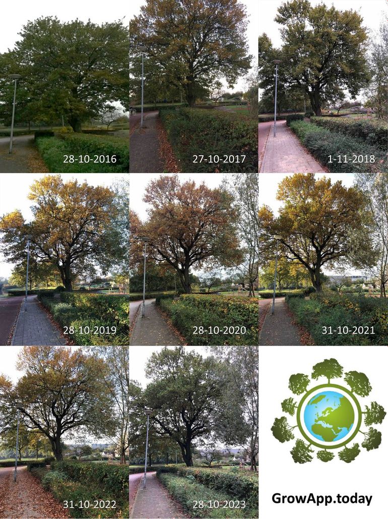 Stand van de bladverkleuring van een zomereik op het schoolplein van basisschool De Vlinderboom in Ede rond eind oktober in de jaren 2016 tot en met 2023