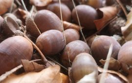 Natuurlijk Fauna Advies Mts Eikels op grond Natuurlijk Fauna Advies Mts