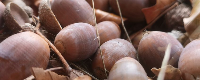 Eikels op grond Natuurlijk Fauna Advies Mts