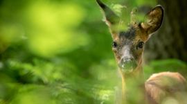 Bruin hert in het gras