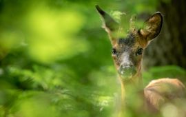Bruin hert in het gras