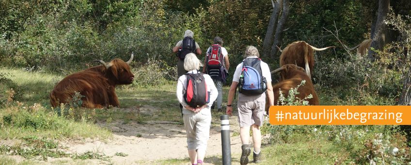 Wandelaars en Schotse hooglanders EENMALIG GEBRUIK