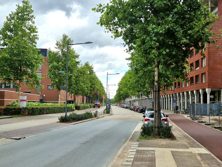 Bomen zijn belangrijk als onderdeel van het leefgebied voor vleermuizen