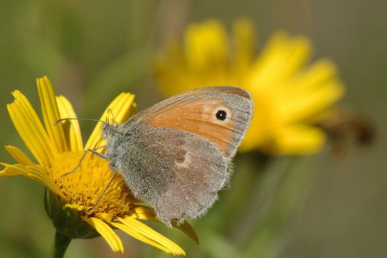 Het kleine hooibeestje heeft één oogvlek op de voorvleugel 