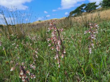 In juli stond in de Hoeptuin de moeraswespenorchis in bloei