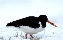 Scholekster in de sneeuw