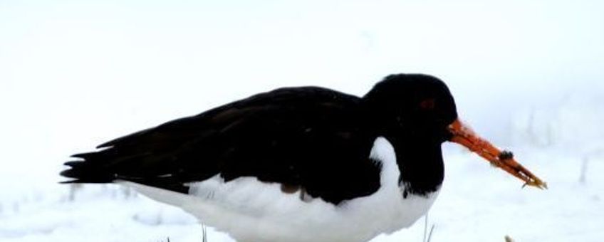 Scholekster in de sneeuw