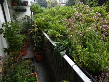 Het balkon van Caspar Jansen waar hij veel bestuivers naartoe lokte