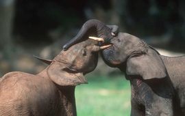 stoeiende bosolifanten