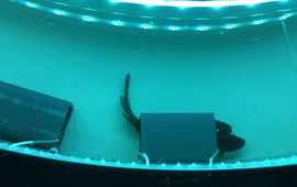 Bass Dye Shelters within preference chamber (uniek eenmalig WUR)
