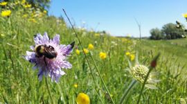 Ecologisch bermbeheer