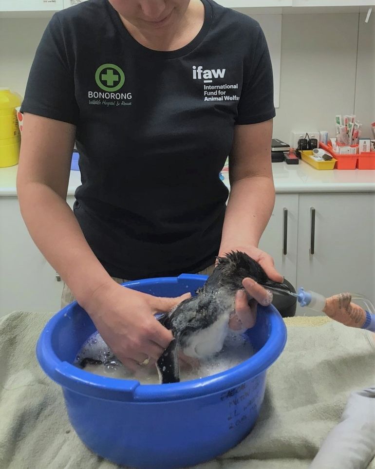 Kim Meijer behandelt een pinguïn in het Bonorong Wildlife Hospital