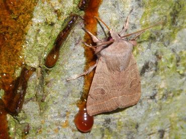 De tweestreepvoorjaarsuil is tot nu toe het meest gemeld