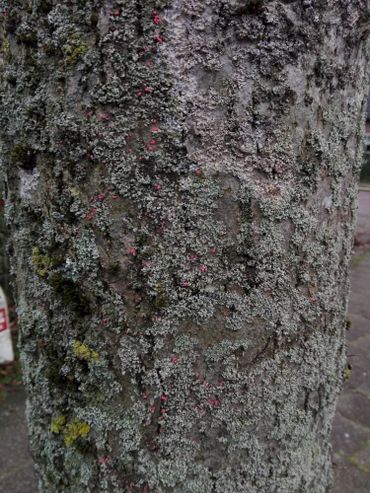 Vruchtlichamen van Illosporiopsis christiansenii; roze kleurenfestijn op een laanboom