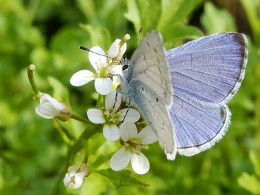 De bovenkant van het mannetje van het boomblauwtje is helderblauw met een dunne zwarte rand