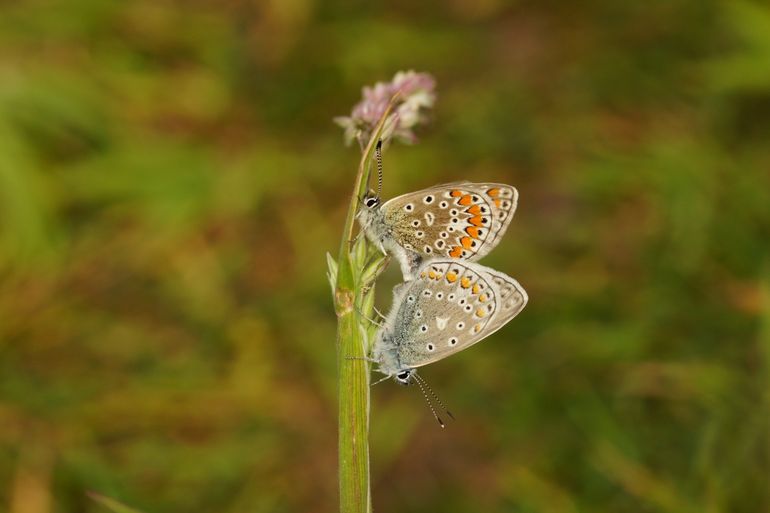 Het icarusblauwtje komt in lagere dichtheden voor dan voorheen