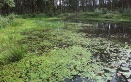 Averbode Bos en Heide na venherstel - Luc Vervoort