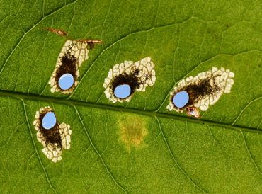 Antispilina ludwigi leafmines with caterpillars and vacated mines with holes, Rocherath, Belgium