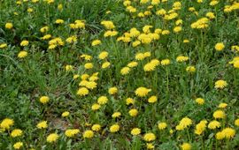 Taraxacum officinale. Paardenbloem