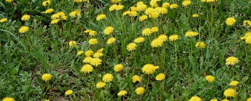 Taraxacum officinale. Paardenbloem