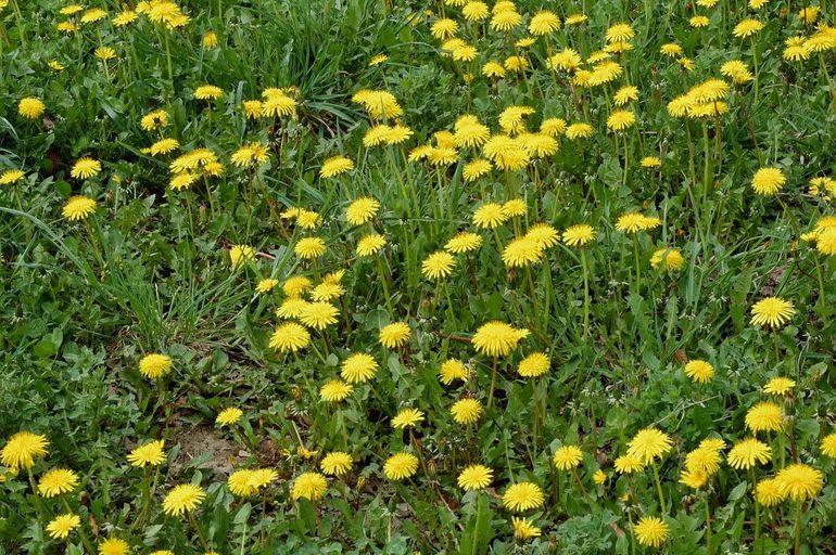 De meeste paardenbloemen zijn toch gewone paardenbloem, Taraxum officinale