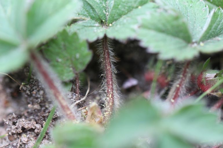 De stengel is opvallend rood en behaard