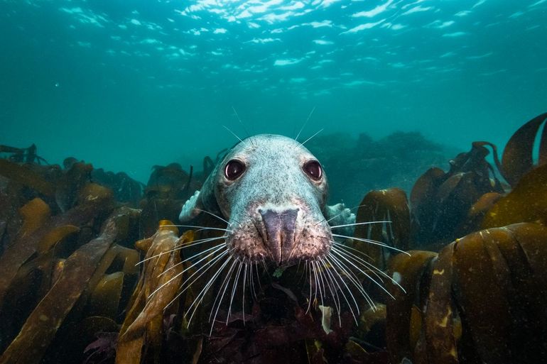 Grijze zeehond