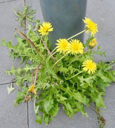 Paardenbloem op de stoep, een alledaags én altijd vrolijk gezicht