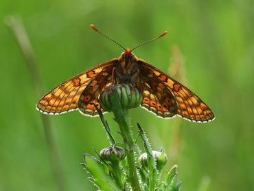 Zal de moerasparelmoer ooit nog in Nederland kunnen voorkomen?