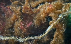 Marion Haarsma Gestippelde Dieseltreinworm (Lead jpg)