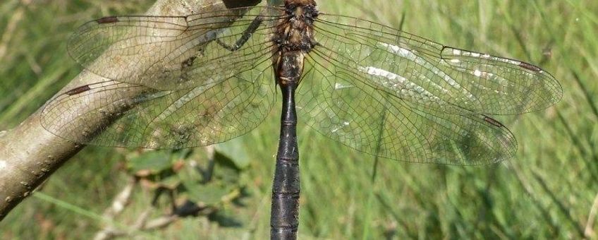 Hoogveenglanslibel.
Alleen bij natuurbericht verschenen op 13 september 2012