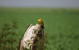 Henk Jan Ottens - EENMALIG GEBRUIK Werkgroep Grauwe Kiekendief Mannetje Geelgors op zangpost.